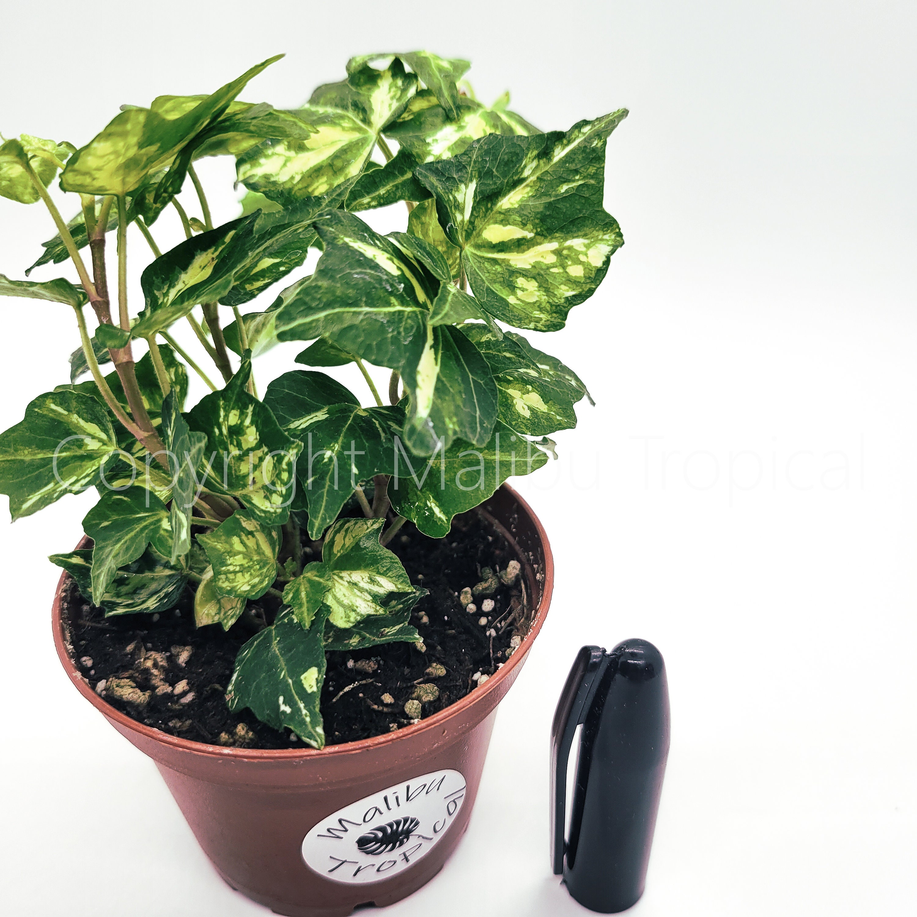 Variegated Mint Kolibri English Ivy Hedera Helix Live Etsy UK