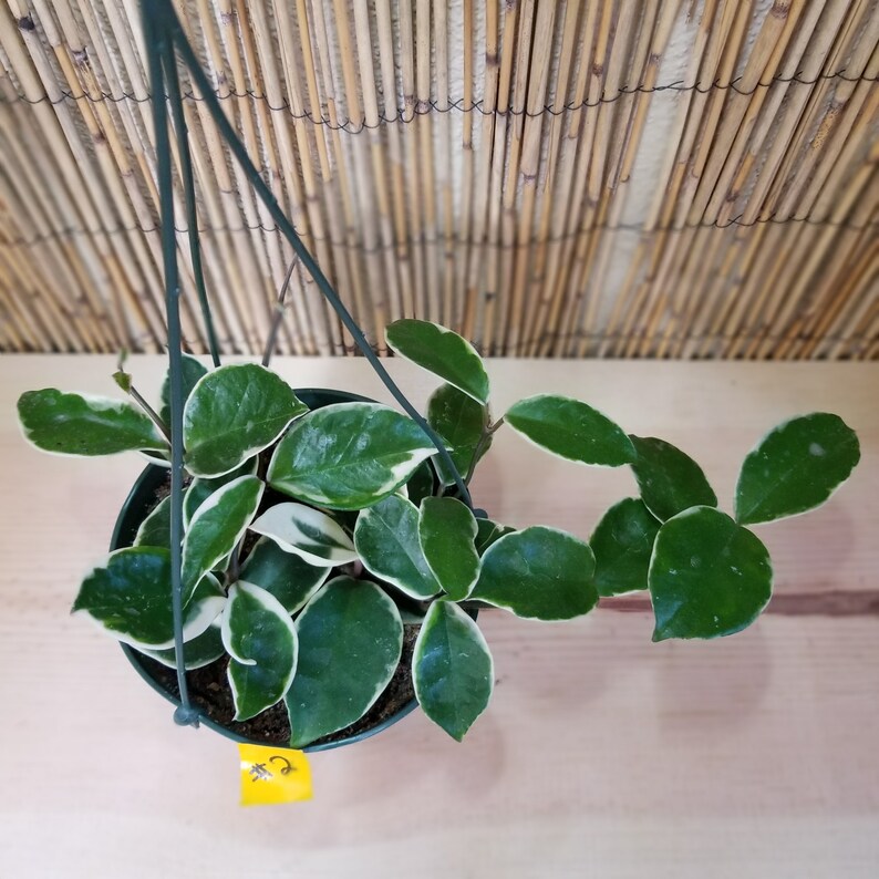 Hoya Carnosa Krimson Queen Variegated 6 Hanging Pot | Etsy