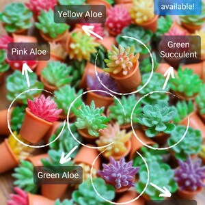 Puede incluir: Surtido de peque&ntilde;as plantas en maceta de varios colores, incluyendo rosa, amarillo, verde y morado. Las plantas est&aacute;n etiquetadas con sus nombres, como "Pink Aloe", "Yellow Aloe" y "Green Succulent".