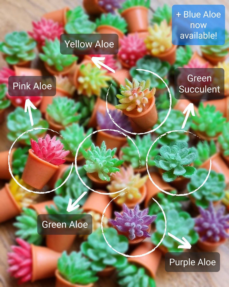 Puede incluir: Surtido de peque&ntilde;as plantas en maceta de varios colores, incluyendo rosa, amarillo, verde y morado. Las plantas est&aacute;n etiquetadas con sus nombres, como "Pink Aloe", "Yellow Aloe" y "Green Succulent".