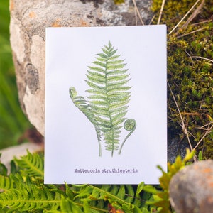 Carte de voeux botanique de feuilles de fougères de Norvège, cadeaux pour amateurs de randonnée dans les montagnes, carte de correspondance Matteuccia Struthiopteris illustrée