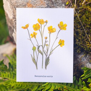Carte de voeux botanique fleurs renoncules de Norvège montagnes cadeaux pour amateurs de randonnée carte de correspondance illustrée de renoncules acris
