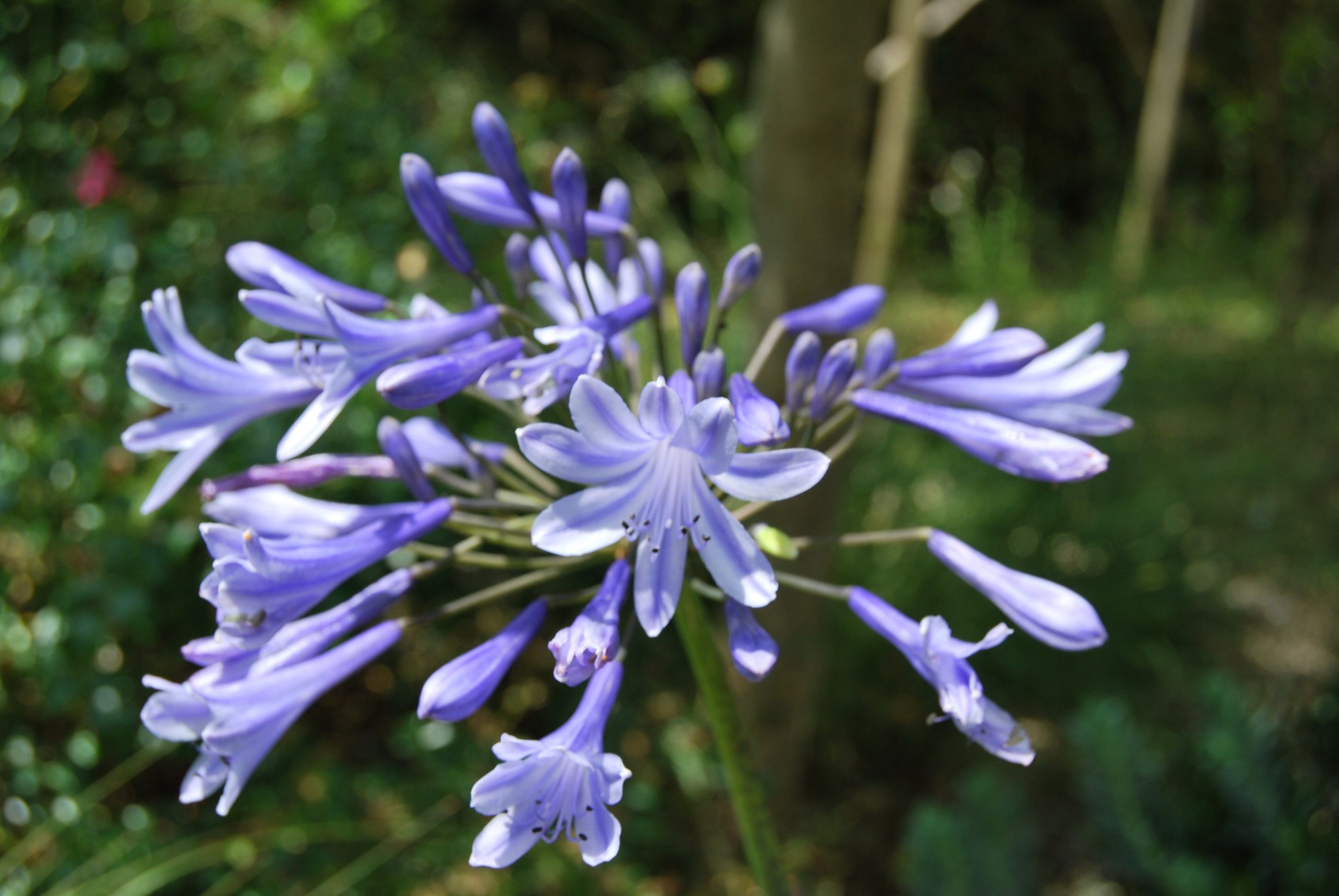 Agapanthus Dr Brouwer', Agapanthe de Collection, Floraison Estivale Bleu Lavande, Vendue en Racine N