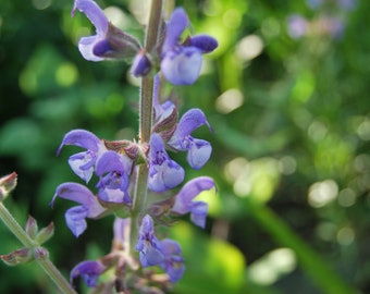 Salvia virgata - Perennial sage - garden plant - perennial plant - summer flowering - sold in batches of seeds.