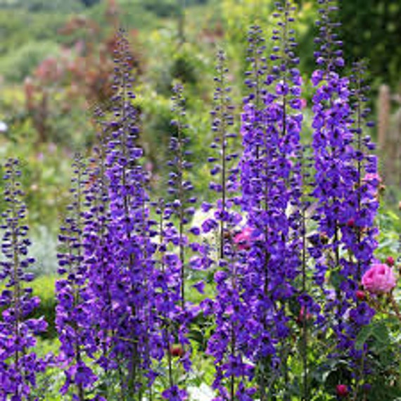 10 Graines de Delphinium Pacific Black Knight'.