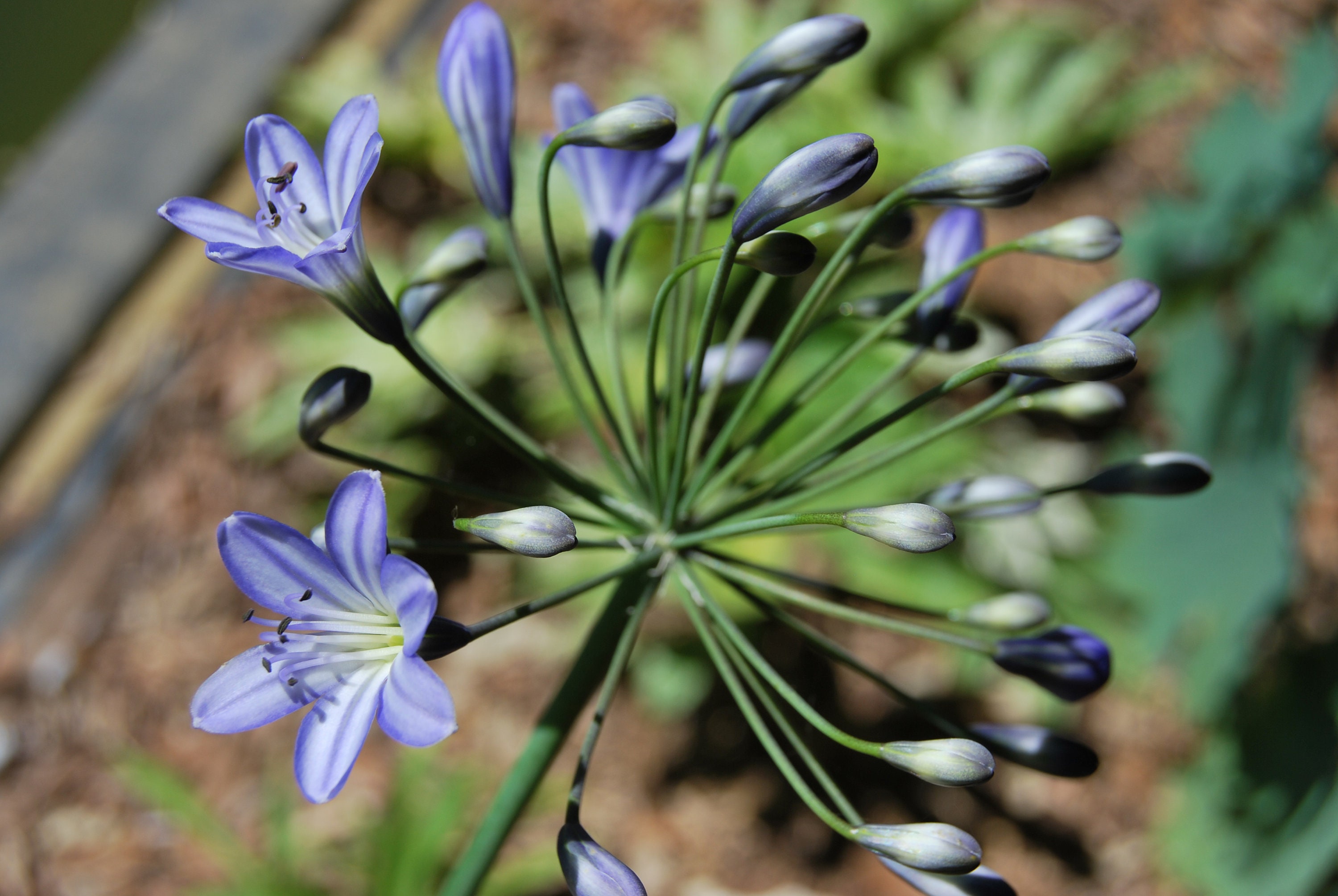 Agapanthus Blue Triumphator', Plante de Collection, Floraison Estivale Bleu. Lot 10 Graines Prêtes à