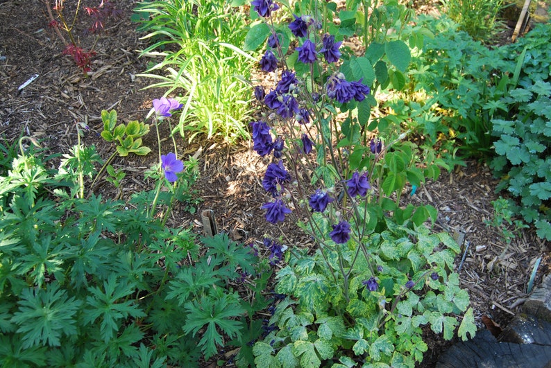 Aquilegia vulgaris 'Woodside Gold' Columbine garden plant perennial plant spring flowering sold in batches of seeds. image 4