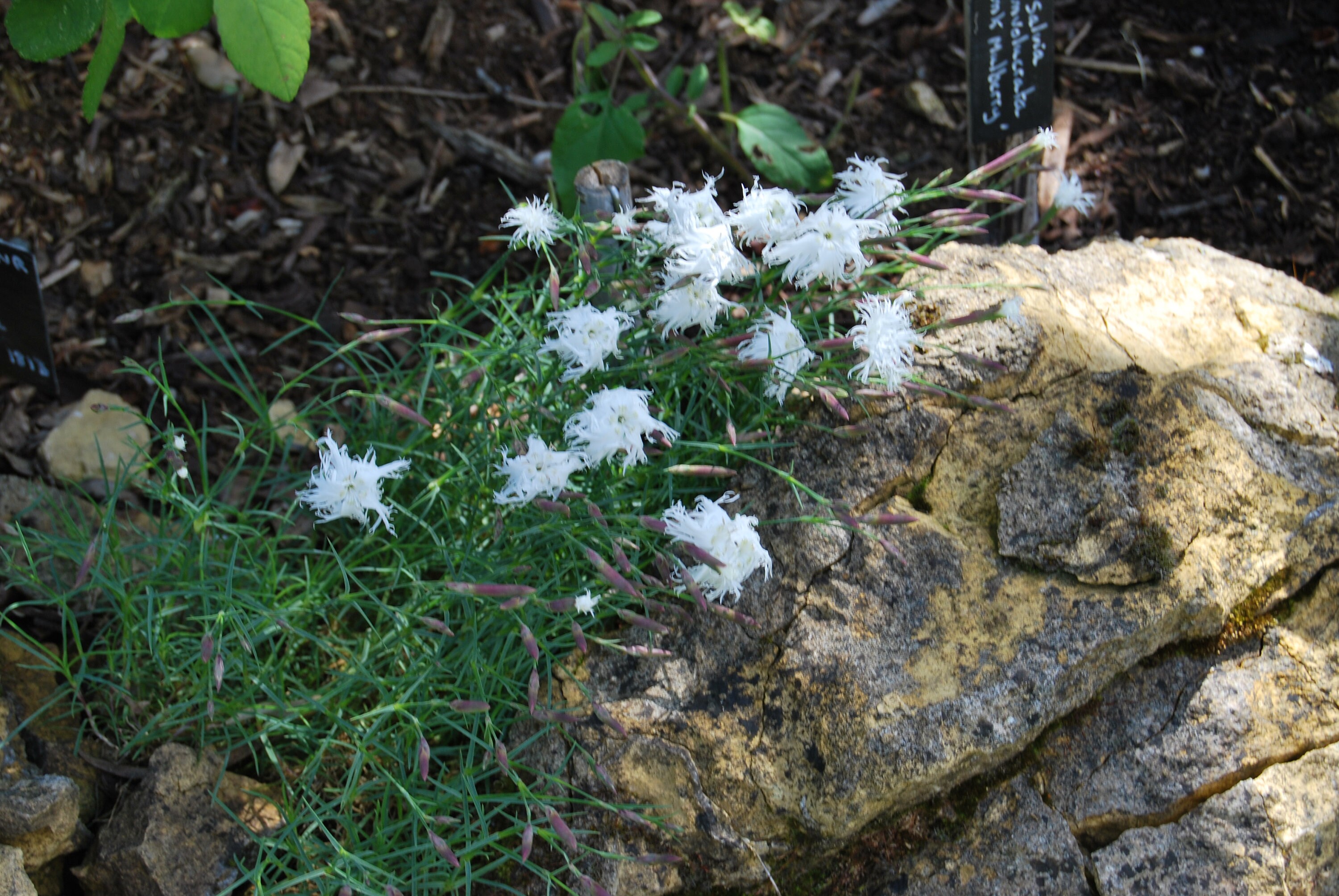 Dianthus Berlin Snow', Plante de Collection, Floraison Printanière Blanche. Lot 10 Graines Prête à Ê