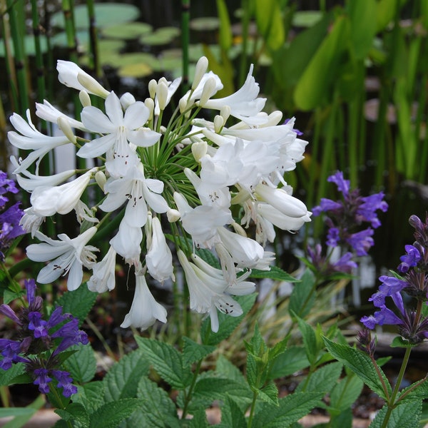 Agapanthus 'Arctic Star' - Agapanthus - flowers of Amur - garden plant - perennial plant - summer flowering - sold in batches of seeds.