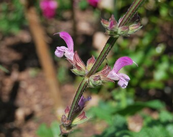 Salvia hierosolymitana - Perennial sage - garden plant - perennial plant - spring - sold in batches of seeds