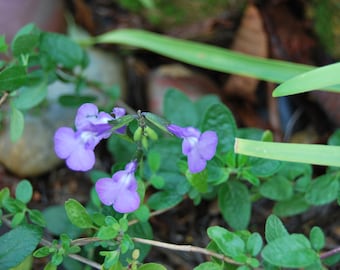 Salvia jamensis 'Javier' - Perennial sage - garden plant - perennial plant - summer flowering - sold in batches of seeds.