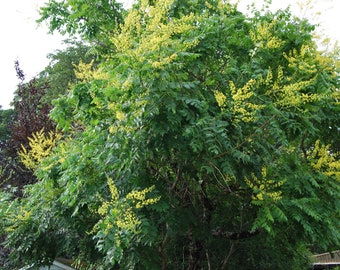 Koelreuteria paniculata - Soap Tree - Large Shrub - Garden Plant - Summer Flowering - Sold as a Seed Pack.