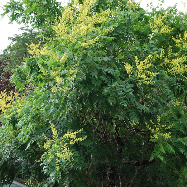 Koelreuteria paniculata – Seifenbaum – großer Strauch – Gartenpflanze – Sommerblüher – als Samenpackung verkauft.