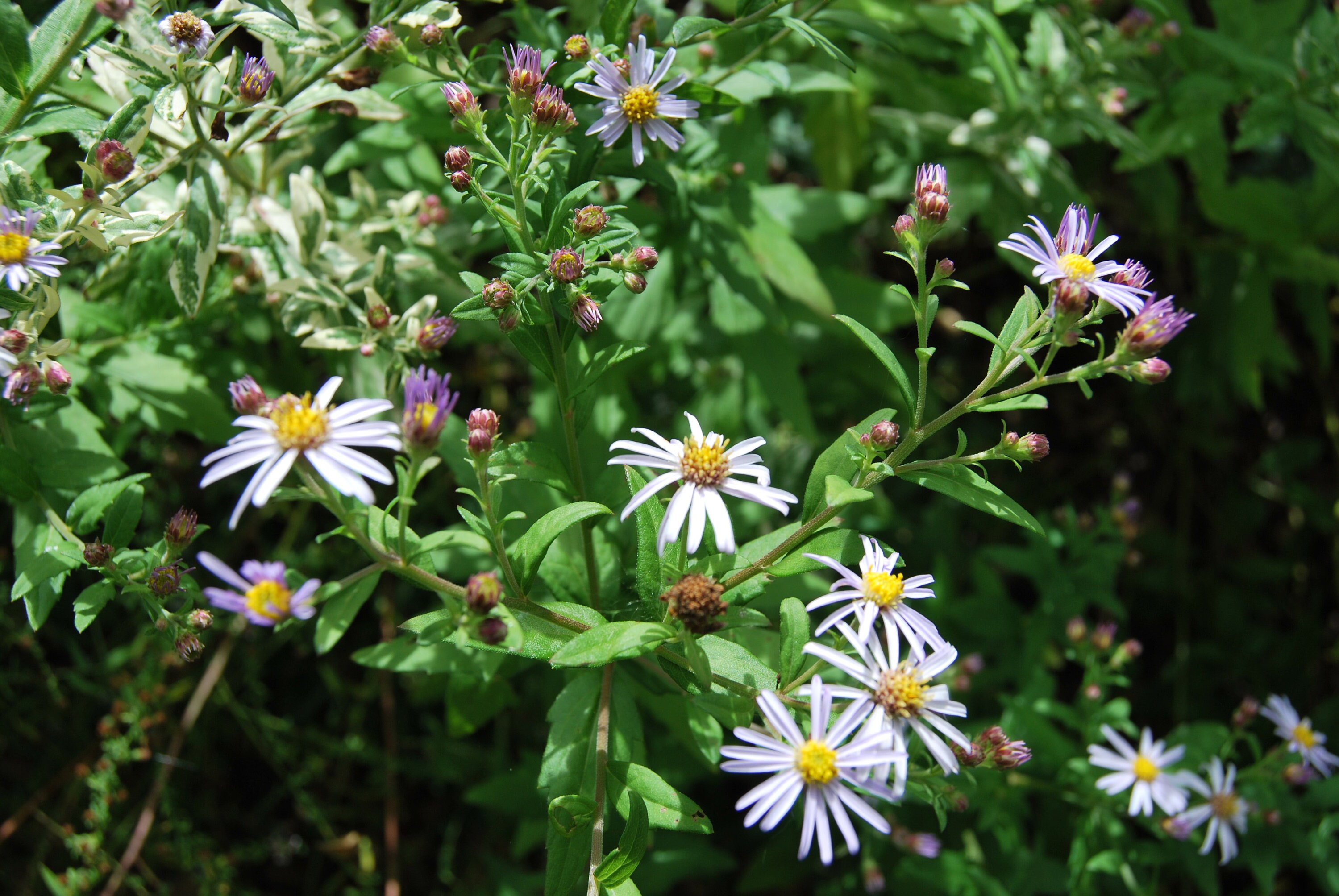 Aster Ovatus Hakikomi Fu', Aster de Collection, Végétation Bicolore, Floraison Bleu, Vendue en Racin