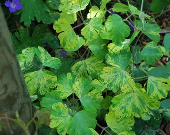 Aquilegia vulgaris 'Woodside Gold' - Columbine - garden plant - perennial plant - spring flowering - sold in batches of seeds.