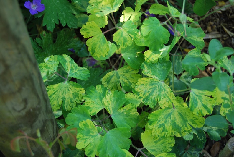 Aquilegia vulgaris 'Woodside Gold' Columbine garden plant perennial plant spring flowering sold in batches of seeds. image 1