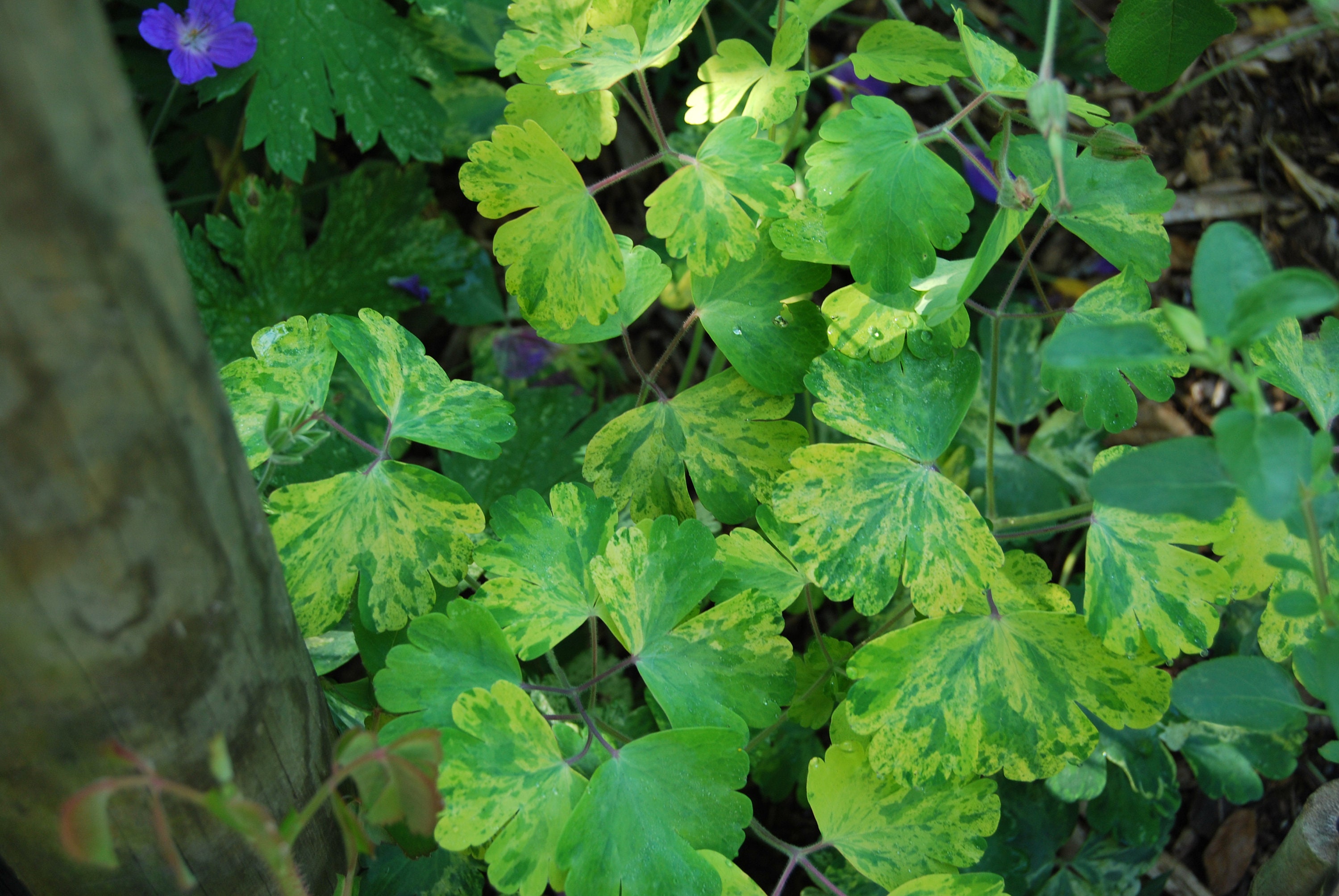 Aquilegia vulgaris „Woodside Gold“ – Akelei – Gartenpflanze – mehrjährig – Frühlingsblüte – in Samenpackungen verkauft.