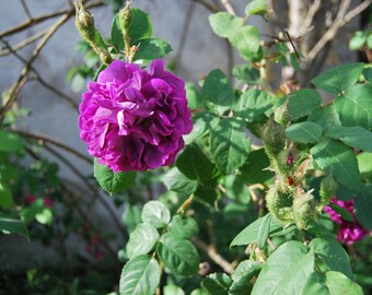 Rosa Centifolia Muscosa 'William Lobb' - rosier buisson ancien - très parfumé - bouture non racinées - matériel végétal