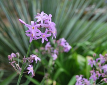 Tulbaghia violacea 'Kilimanjaro' - Tulbaghie - edible - garden plant - perennial plant - summer flowering - sold in batches of seeds