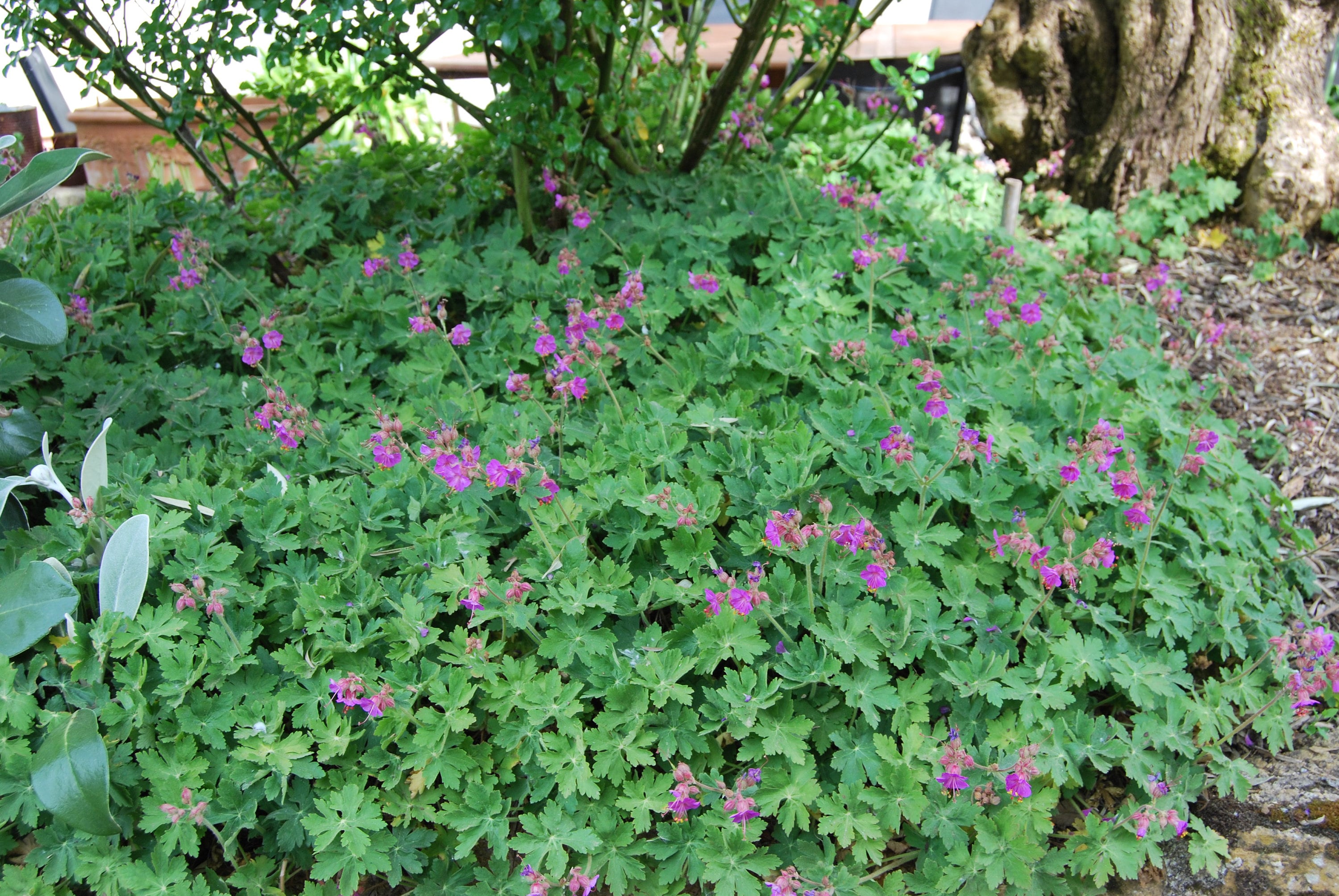 Géranium Vivace Couvre Sol Ombre