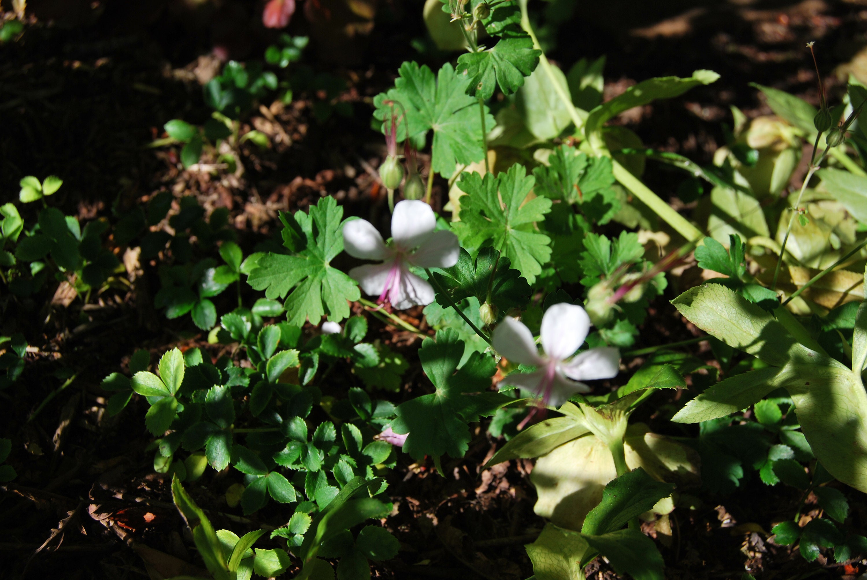 Géranium Cantabrigiense Harz', Géranium de Collection, Floraison Blanc-Rosé, Vendue en Racine Nue, P