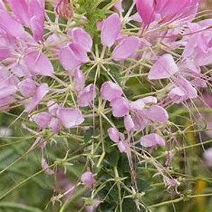 Puede incluir: Primer plano de un grupo de flores de araña de color rosa claro, también conocidas como Cleome, con delicados pétalos y largos estambres. Las flores están en plena floración, sobre un fondo de follaje verde.