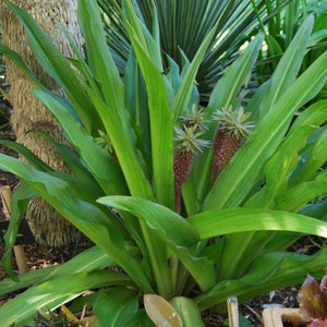 Eucomis garden plant Eucomis comosa perennial plant summer flowering sold in batches of seeds. image 6