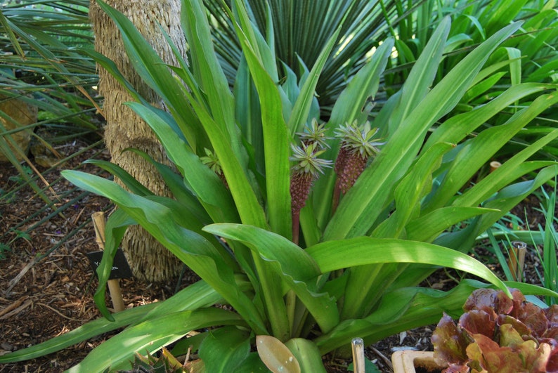 Eucomis garden plant Eucomis comosa perennial plant summer flowering sold in batches of seeds. image 6