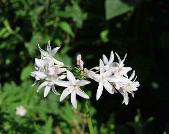 Tulbaghia violacea 'Alba' - Tulbaghie - Essbare Blume - Gartenpflanze - mehrjährige Pflanze - Sommerblüher - in Samenchargen verkauft.