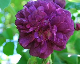 Rosa Gallica 'Cardinal de Richelieu ' - rosier buisson ancien - très parfumé - bouture non racinées - matériel végétal