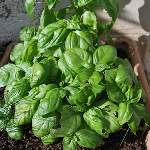 Puede incluir: Primer plano de una maceta rectangular de terracota llena de vibrantes plantas de albahaca verde. Las hojas son anchas, con algunos daños menores por insectos. La tierra es oscura y la maceta está al aire libre.