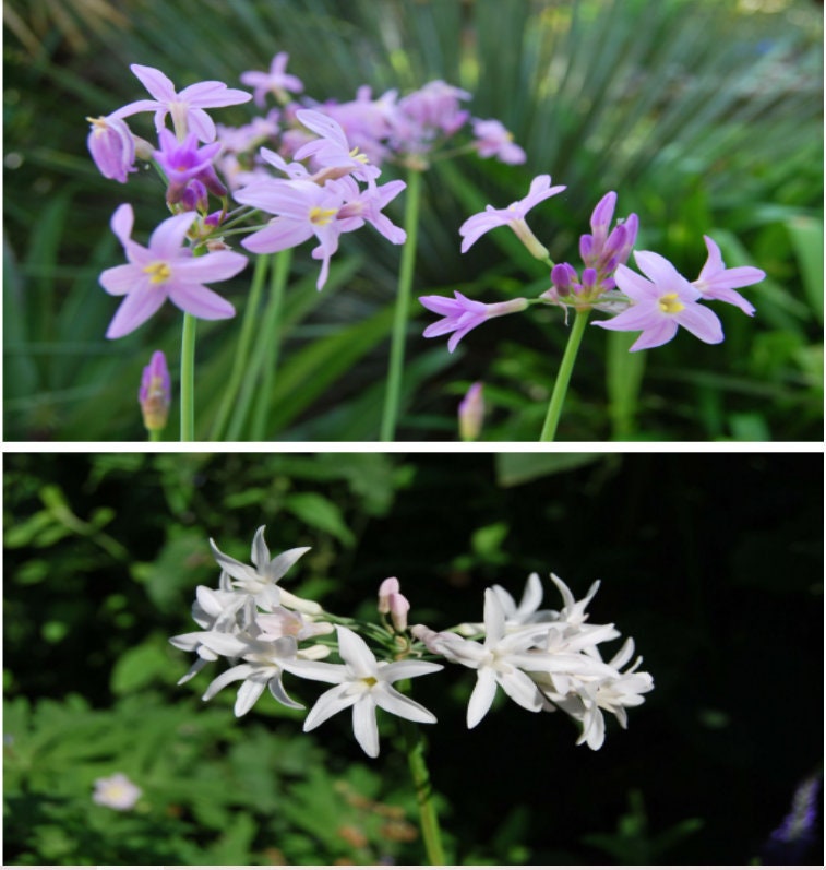 Lot de Graines Rares, Tulbaghia Collection-Rare-Rustique. Floraison Estivale. 10 Chaque Cultivar, Pr