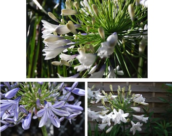 Lot of seeds, different Agapanthus, collectible plant. 10 seeds of each cultivar, ready to sow. Manual-local harvest.