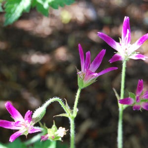 Peut inclure: Gros plan sur des fleurs sauvages violettes vibrantes avec des pétales en forme d'étoile et des centres blancs. Les fleurs sont sur de fines tiges vertes, entourées de feuilles vertes et d'un arrière-plan flou brun. L'image capture la beauté délicate de la nature.