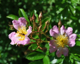 Rosa multiflora adenochaeta - rosier sarmenteux ancien - rosier liane - rosier grimpant - bouture non racinées - matériel végétal.