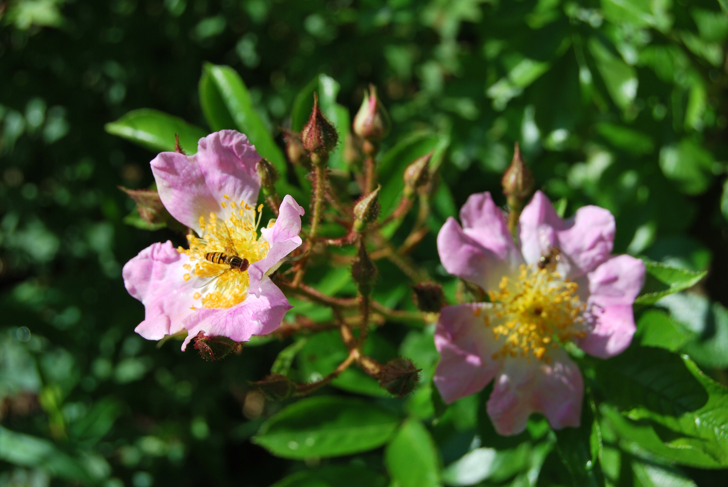 100 Semi Di Rosa Rampicante Multiflora – Perenne, Profumata, Decorazione Casa, Primavera