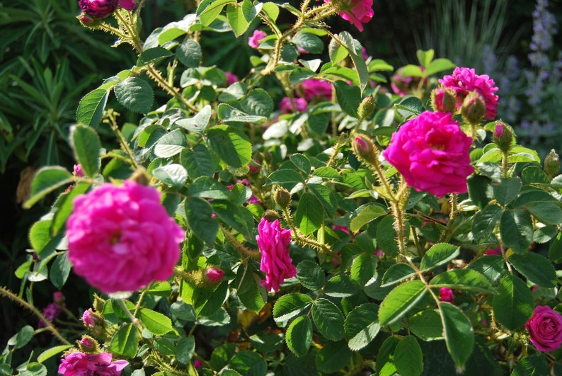 Rosa Centifolia Muscosa 'Henri Martin' alte Buschrose sehr duftend unbewurzelter Steckling Pflanzenmaterial Bild 2