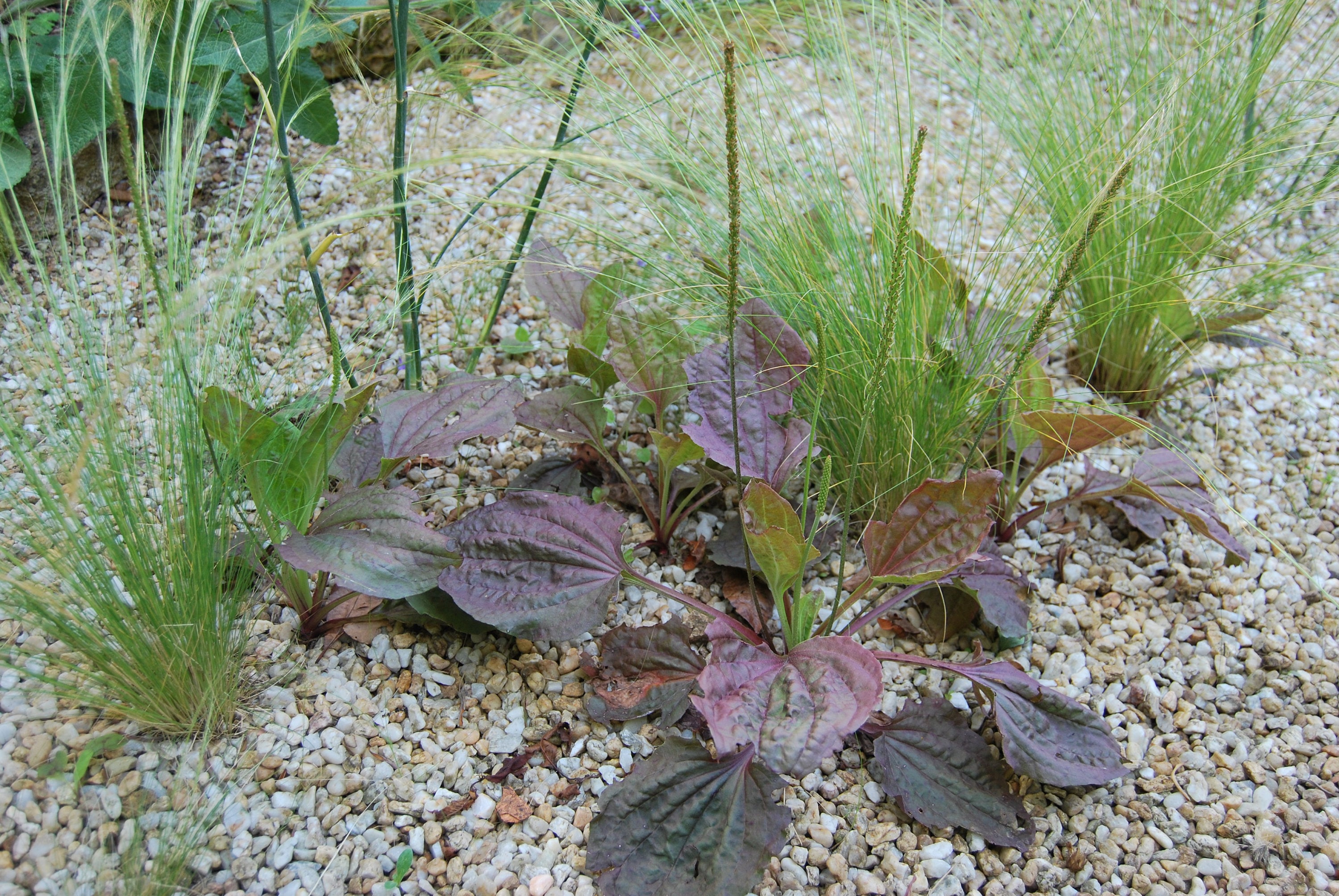 Plantago Major Atropurpurea', Plante de Collection, Feuillage Pourpre. Lot 10 Graines Prête à Être S