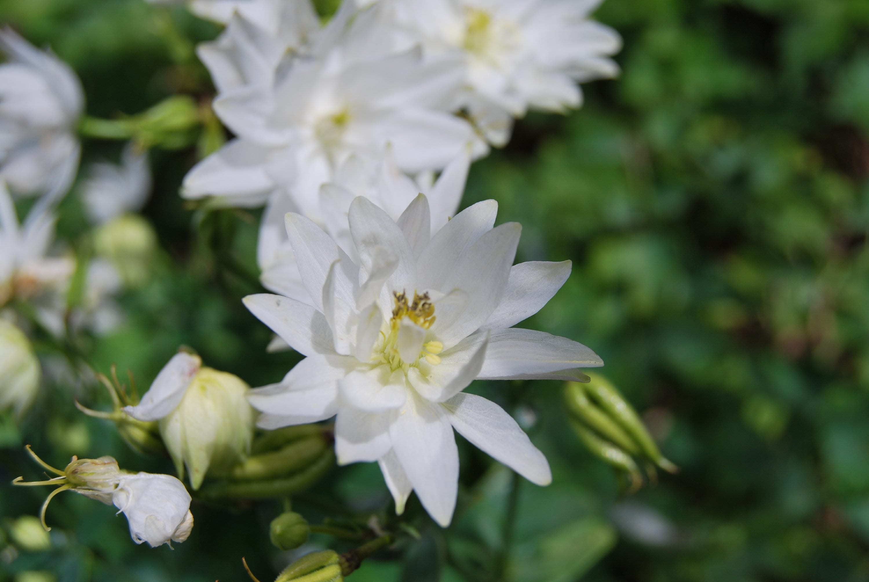 Aquilegia Vulgaris Clementine White', Plante de Collection, Floraison Printanière Blanc Double. Lot 