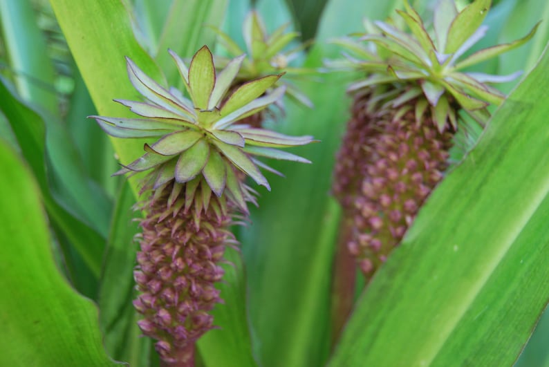 Eucomis garden plant Eucomis comosa perennial plant summer flowering sold in batches of seeds. image 5