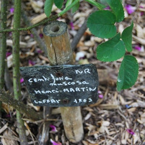 Rosa Centifolia Muscosa 'Henri Martin' alte Buschrose sehr duftend unbewurzelter Steckling Pflanzenmaterial Bild 3