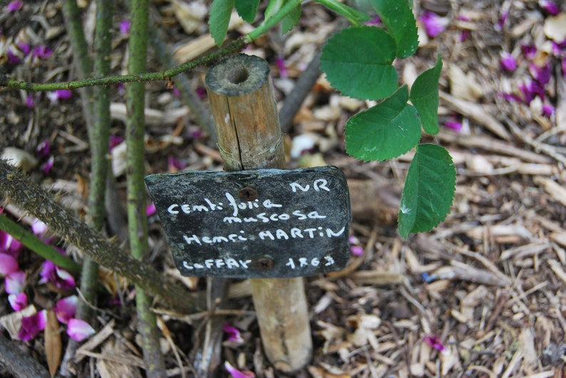 Rosa Centifolia Muscosa 'Henri Martin' alte Buschrose sehr duftend unbewurzelter Steckling Pflanzenmaterial Bild 3