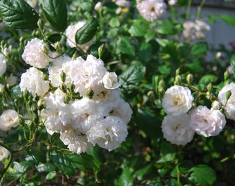 Rosa polyantha 'Marie Jeanne' - rosier buisson ancien - petit grimpant - bouture non racinées - matériel végétal