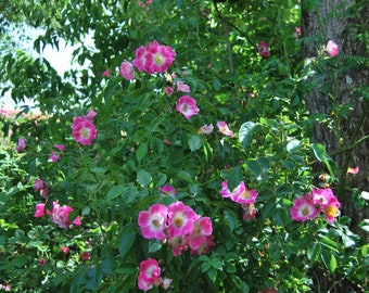 Rosa wichuraiana 'American Pillar' - rosier sarmenteux ancien - rosier liane - rosier grimpant - bouture non racinées - matériel végétal.