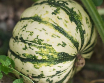 Patidou squash - vegetable seeds - vegetable garden - food - decorative - sold in batches of seeds ready to be sown.