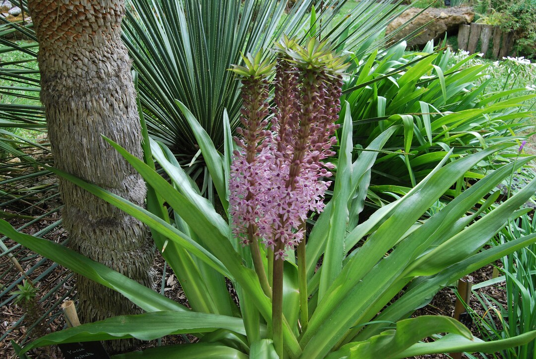 Eucomis Garden Plant Eucomis Comosa Perennial Plant Summer Flowering ...