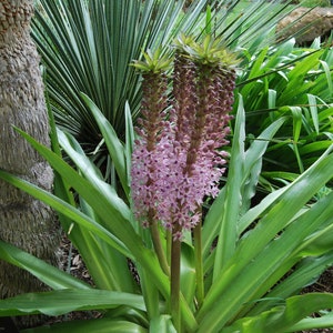 Eucomis garden plant Eucomis comosa perennial plant summer flowering sold in batches of seeds. image 1