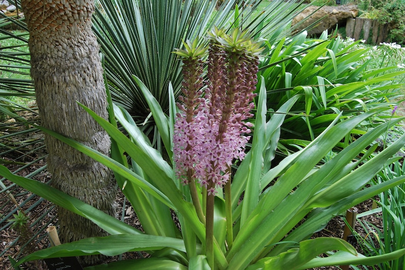 Eucomis garden plant Eucomis comosa perennial plant summer flowering sold in batches of seeds. image 1