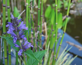 Nepeta kubanica - Catnip - garden plant - perennial plant - summer flowering - sold in batches of seeds.