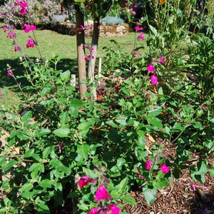 Salvia microphylla 'Cerro Potosi' Sauge vivace plante de jardin plante vivace floraison estivale vendue en lot de graines image 4